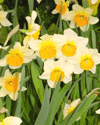 Image of Daffodils