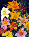 Image of Daylilies