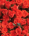 Image of Roses