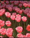 Image of Tulips